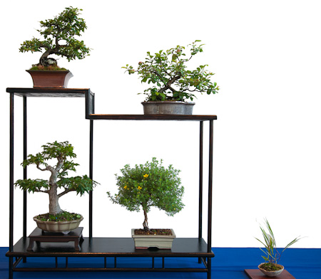 Shohin Bonsai on Ein Display Mit Vier Verschiedenen Shohin Bonsai  Eine Chinesische