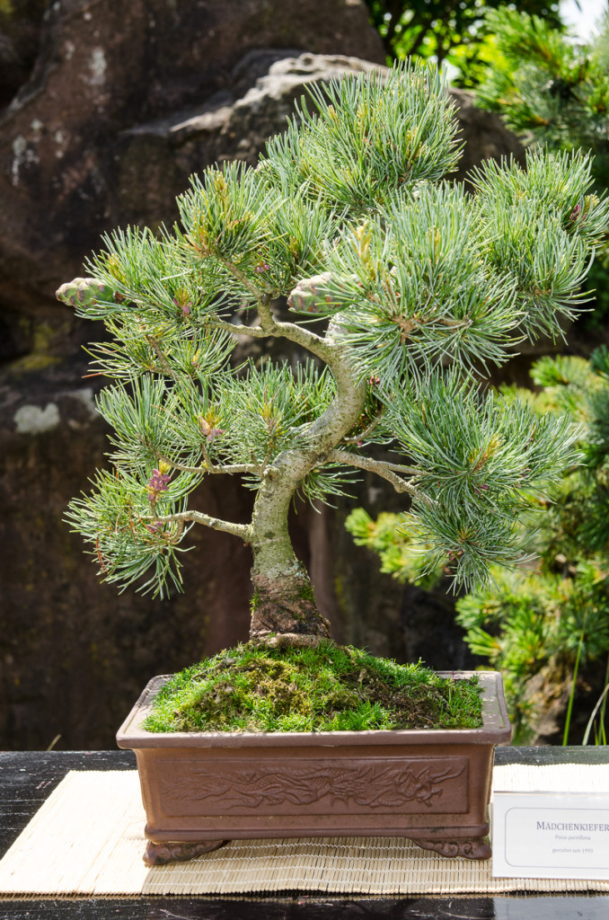 Platz 7 beliebtester OutdoorBonsai Mädchenkiefer