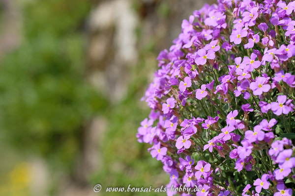 Frühlingserwachen! Rosa, weiße und gelbe Blüten von