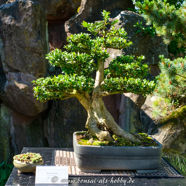 Bonsaiausstellung im Chinesischen Garten Stuttgart 2017