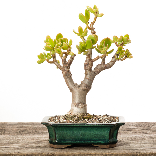 Bonsai Sukkulenten 2018