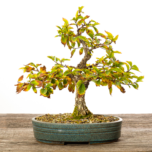 Bonsai Laubbäume 2018