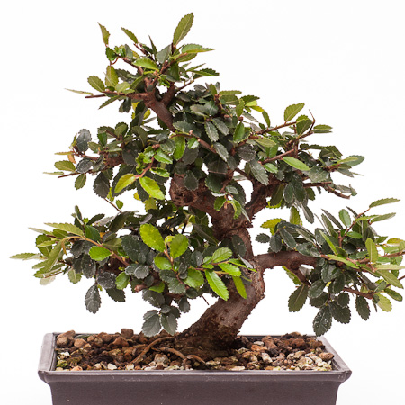 chinesische Ulme - Ulmus parvifolia - Bonsai-Zentrum Armbruster