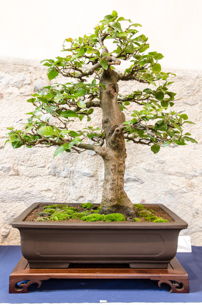 Platz 8 beliebtester OutdoorBonsai RotBuche (Fagus