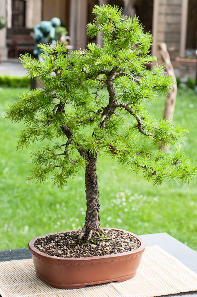 Platz 1 beliebtester OutdoorBonsai Europäische Lärche