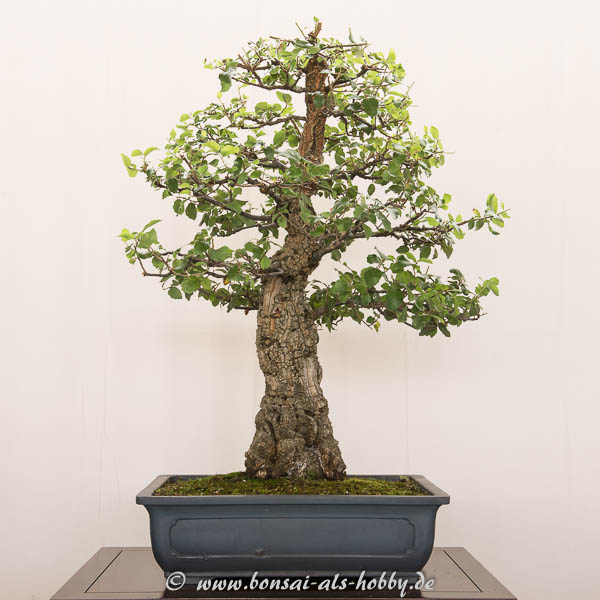 Bonsaiausstellung des AK AichtalFilder 2016 Bonsai