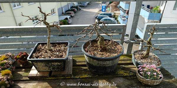 Noch mehr Bonsai umtopfen, Rückschnitt, Wurzelschnitt