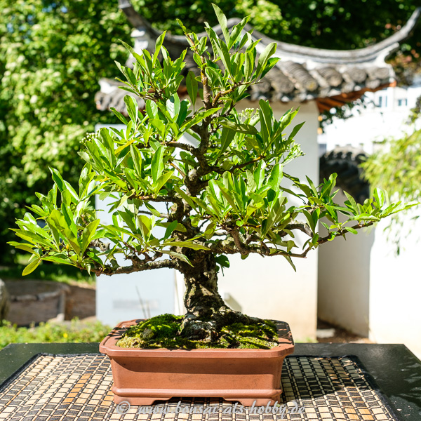 Bonsaiausstellung im Chinesischen Garten Stuttgart 2017